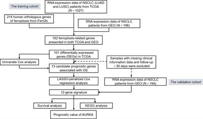 Induction of Ferroptosis by Ophiopogonin-B Through Regulating the Gene Signature AURKA in NSCLC